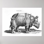 Noshörning från 'Historia Animalium Affisch
