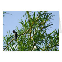 Notecard Hummingbird Arizona Kort