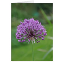 Notera kortet: Alium