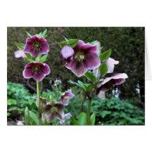 Notera kortet: Hellebores