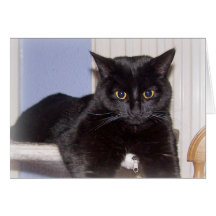 Notera kortet: Katt