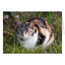Notera kortet: Katt