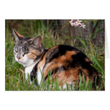 Notera kortet: Katt