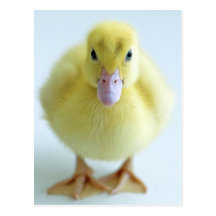 Ny Duckling Vykort