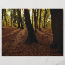 Ny skog, Hampshire, England Flygblad Designs
