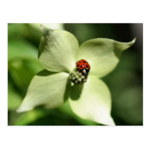 Nyckelpiga på vykort för Dogwoodblommanatur