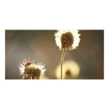 Nyckelpigaphotocard Foto Kort