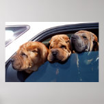 Nyfikna Shar Pei Print