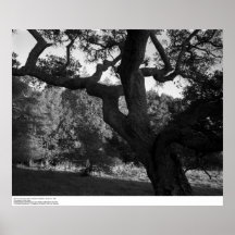 Oakträd i den västra Ridgen, UC Santa Cruz, 1963 Affisch