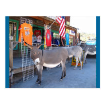 Oatman Arizona Vykort