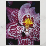 Odontoglossum orchid full färg flygblad