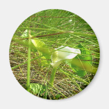 Okänd blomma kylskåpmagneter