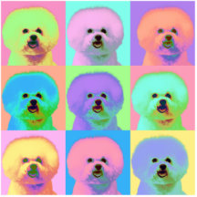 Op konst - Bichon Frise Acrylic Cut Out