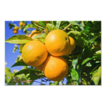 Orangar på ett träd fotografi