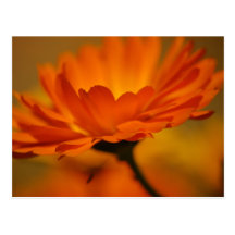 Orange blom- vykort
