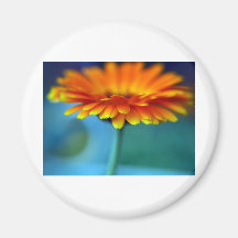 Orange blomma magneter