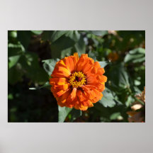 Orange blomma print