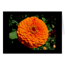 Orange blomma - tomt kort