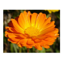 orange blomma vykort
