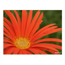Orange blommavykort