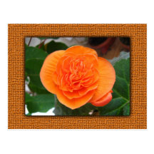 Orange blommavykort