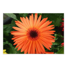 Orange daisy fototryck