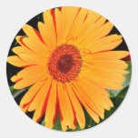 orange gerberadaisyklistermärkear