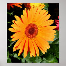Orange Gerberadaisytryck Posters
