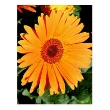 orange gerberadaisyvykort