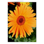 orange gerberahälsningkort