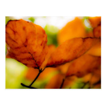 Orange höst lövvykort