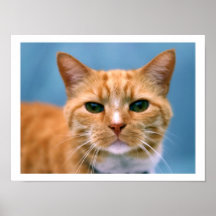 Orange katt för Tabbykattungekattunge Affisch