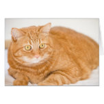 Orange katt hälsningskort