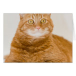 Orange katt hälsningskort