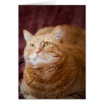 Orange katt hälsningskort