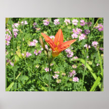 Orange lilja posters