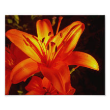 orange lilja för tiger 8x10 foton