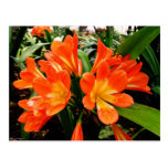 Orange Lillies blommar @ Funchal, Portugal Vykort