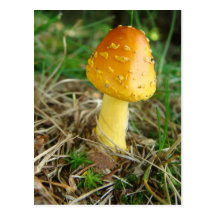 Orange Mushroon foto Vykort