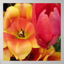 Orange röda tulpan för blommar print