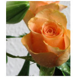 Orange Rose Against The White Wall Tee Shirt