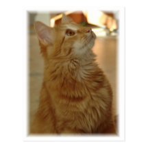 Orange Tabby Citten Vykort