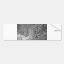 Orange tabby katt/svart- & vitfoto bildekaler