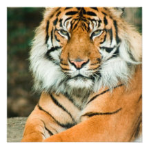 Orange tigerinbjudningar