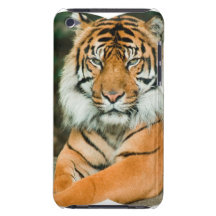 Orange tigeriTouchfodral Barely There iPod Cover