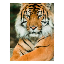 Orange tigervykort