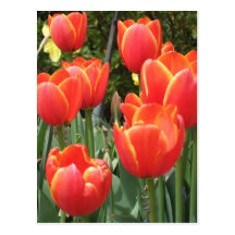 Orange tulpan vykort