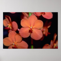 Orange Vanda blommor Affischer