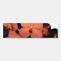 Orange Vanda blommor Bildekaler