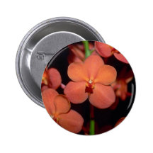 Orange Vanda blommor Pins